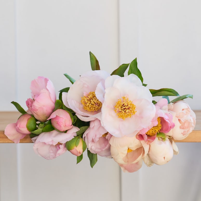 Specialty Field Trial Peonies - Super limited supply!