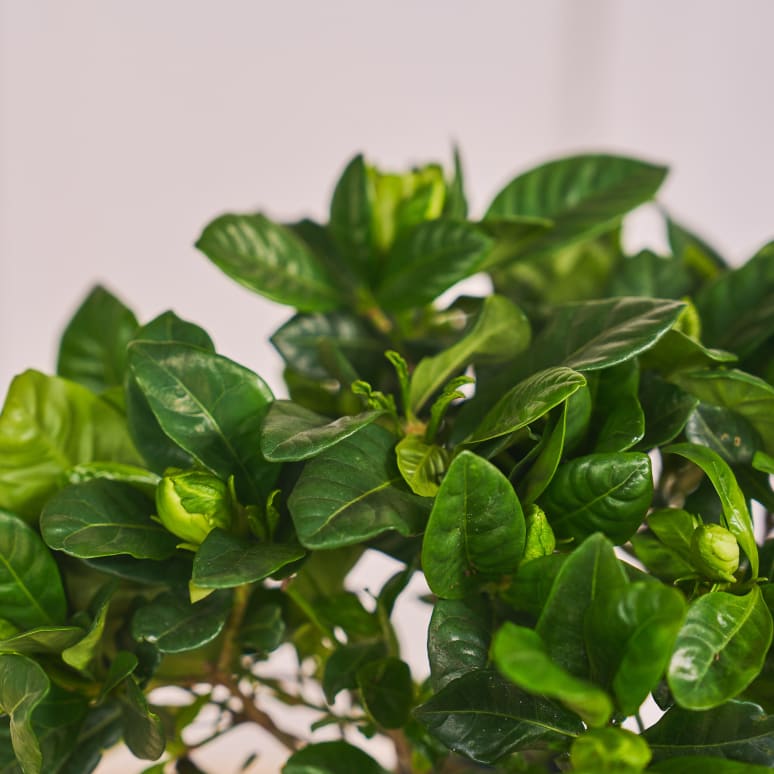 Avant Gardenia