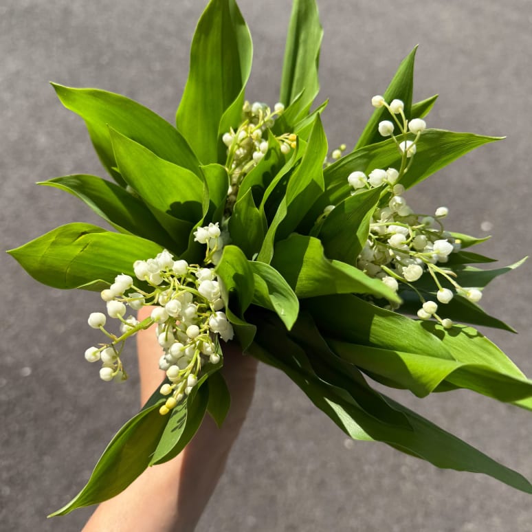 Lily of the Valley!