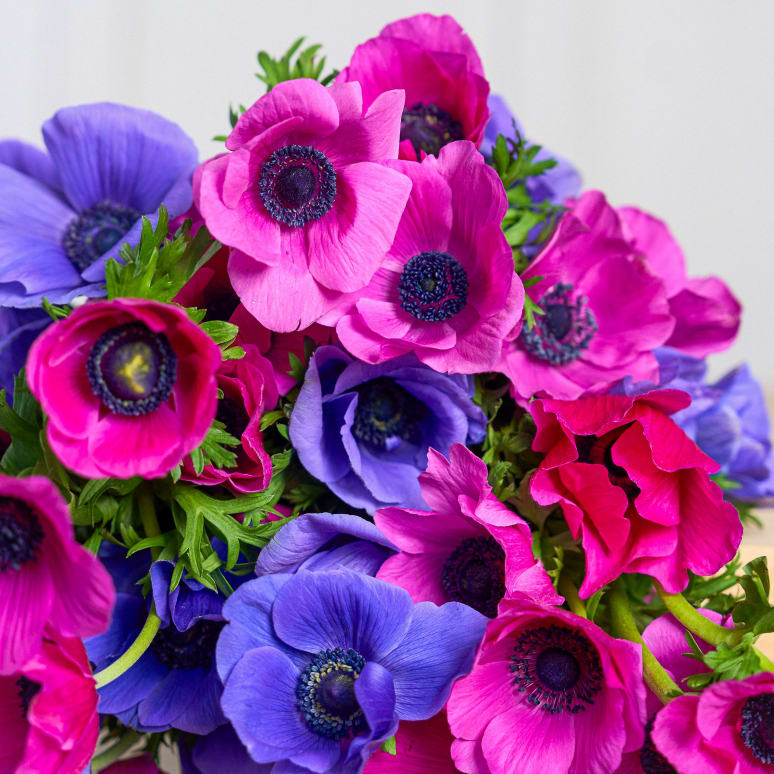Grower's Choice Anemones x3!