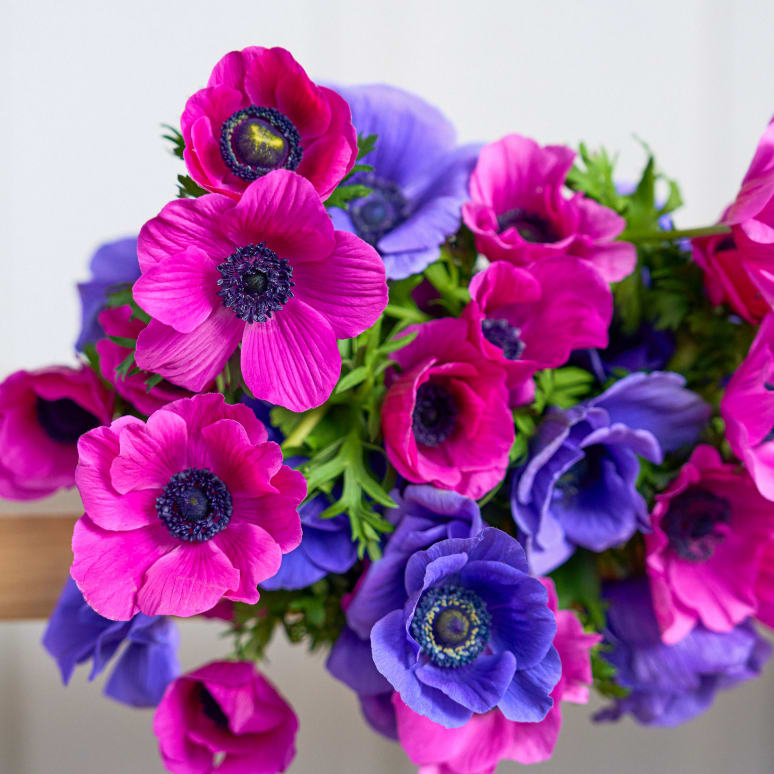 Grower's Choice Anemones x 2!