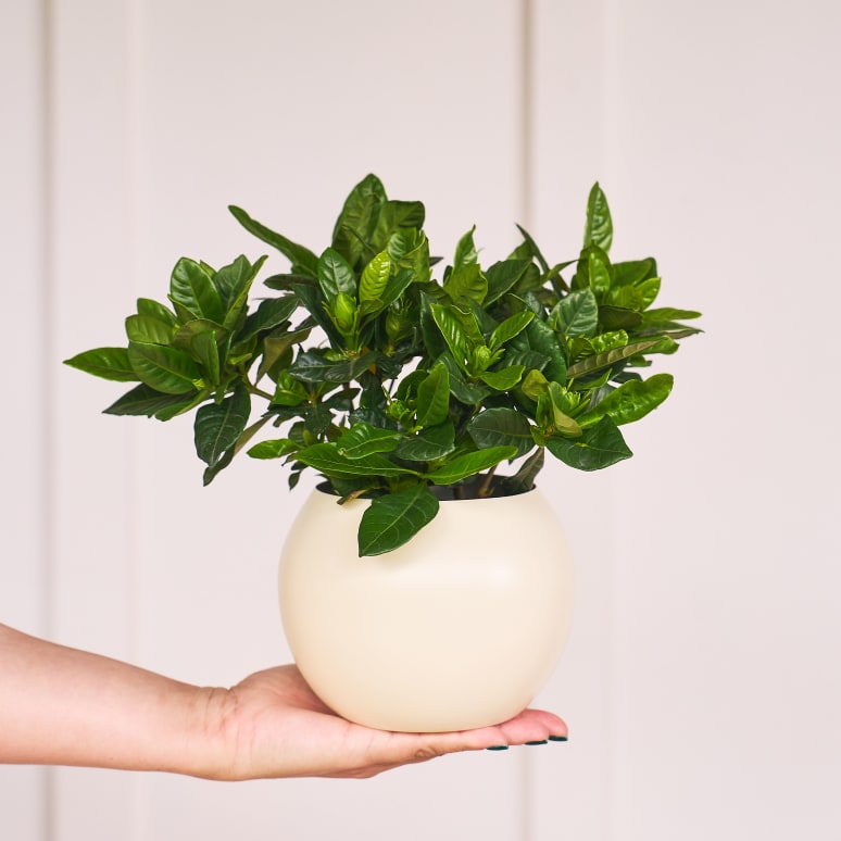 Avant Gardenia