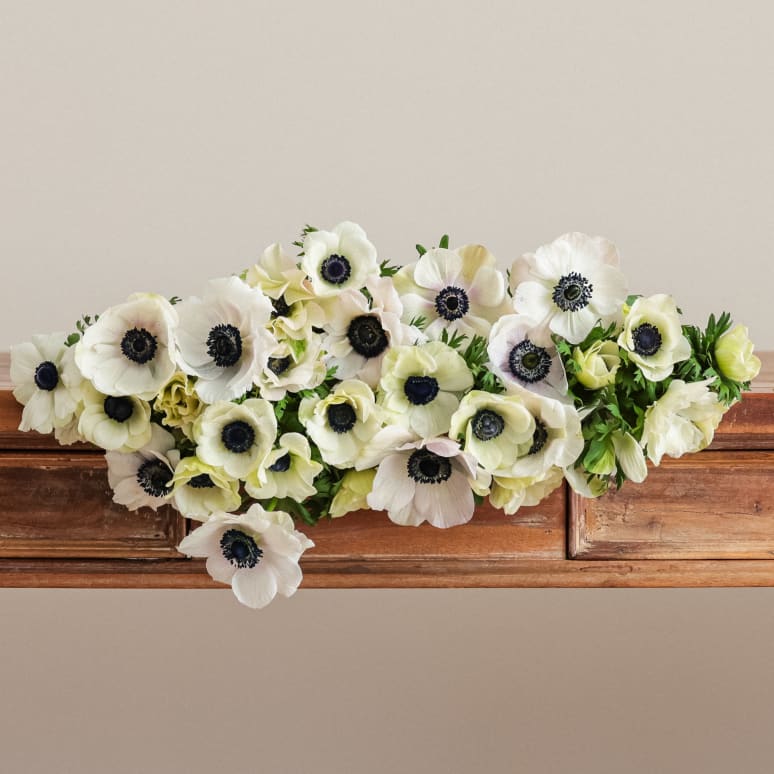 Grower's Choice Anemones x 2!