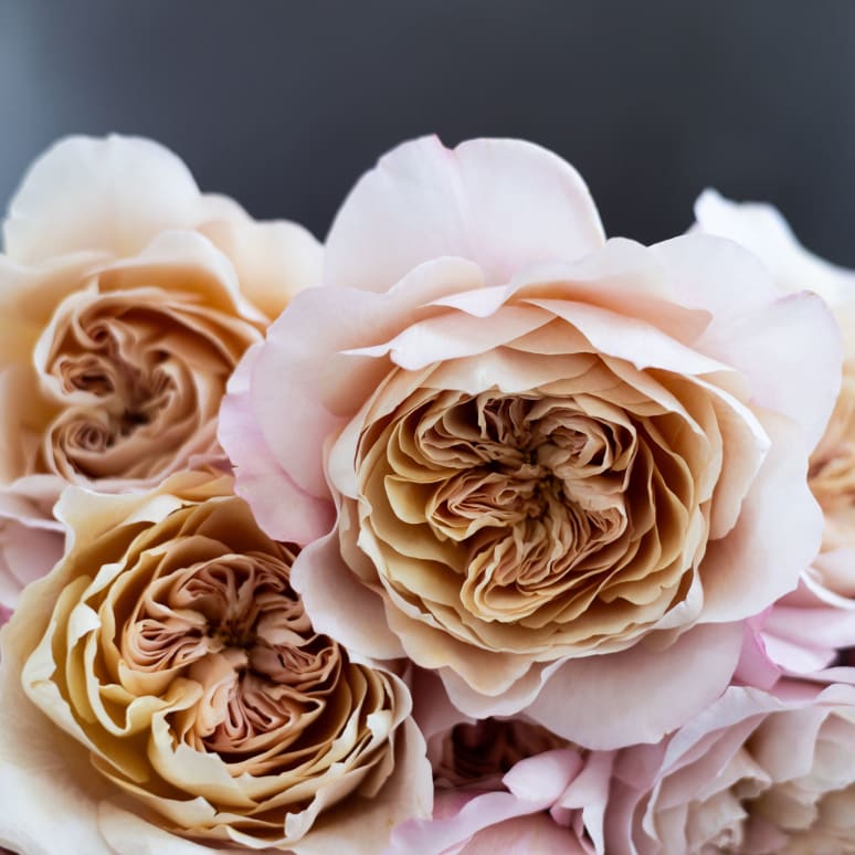 Christina's Favorite Garden Roses