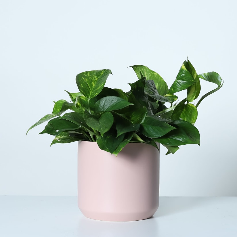 Pothos aspca 2024
