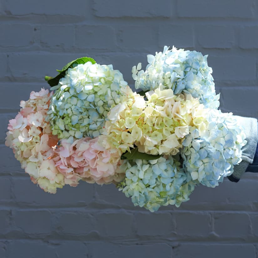 Hydrangeas delivery online