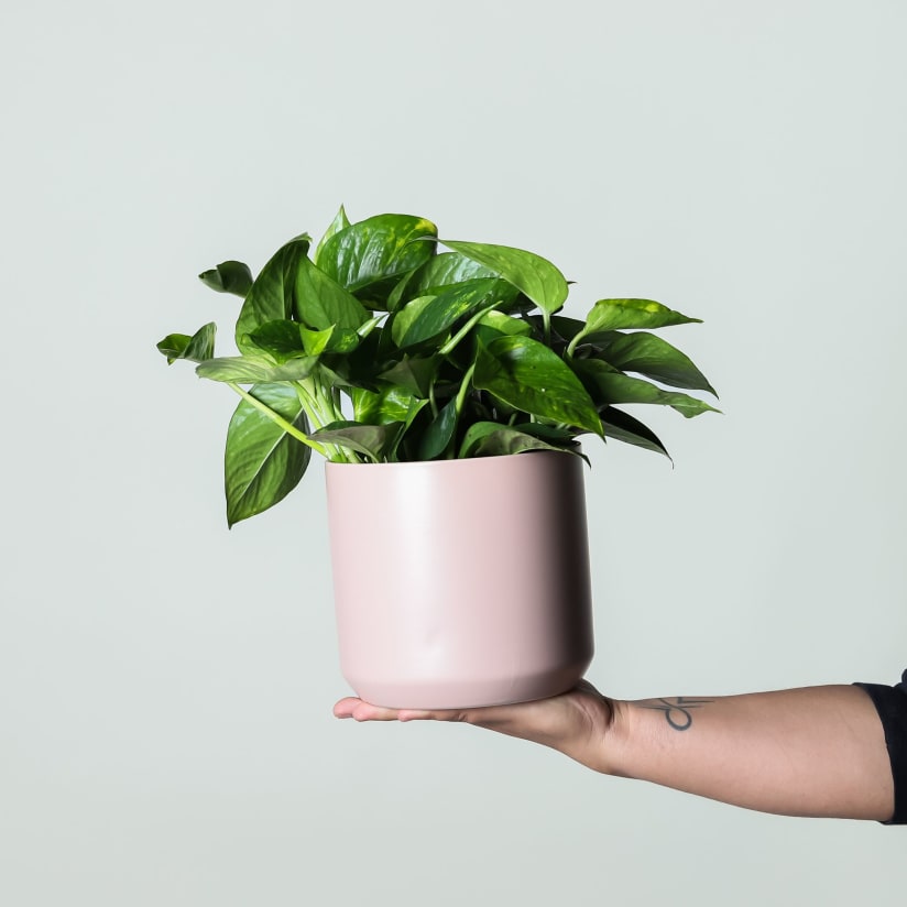 Pothos aspca outlet