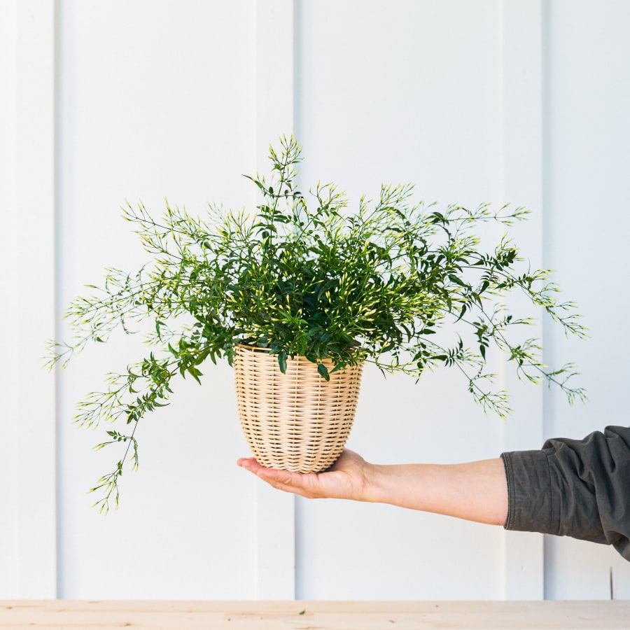 Christina's Favorite Flowering Plant - Jasmine!!!