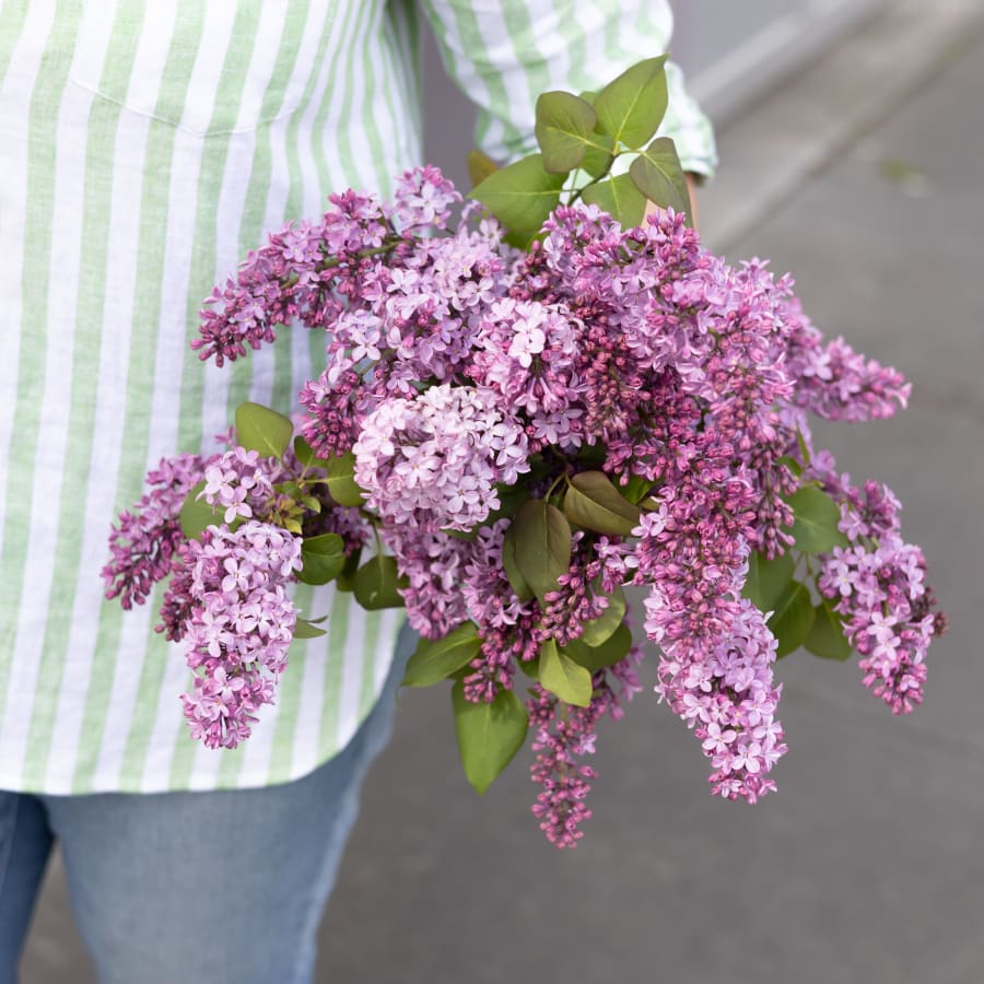 Two Truths and Some More Lilacs
