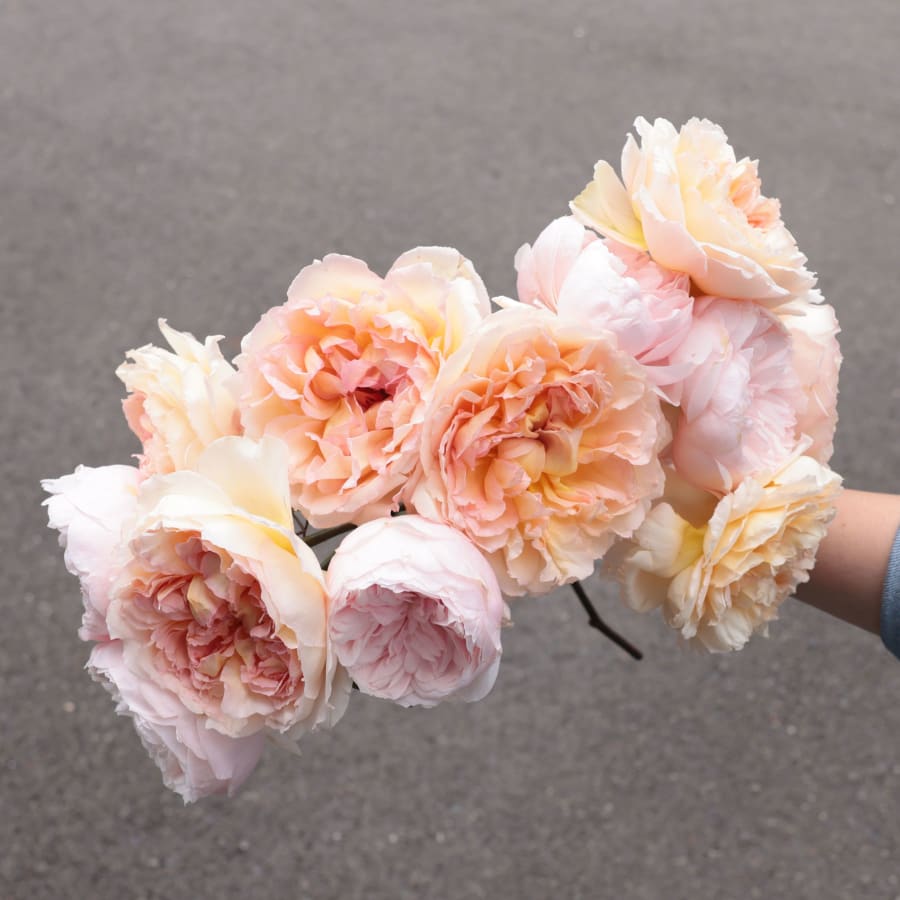 I Can't Believe They Aren't Peonies!