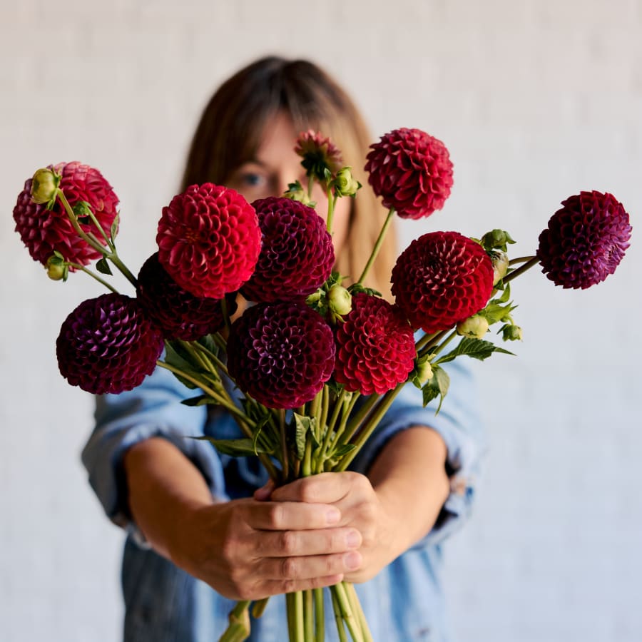 Market Box Dahlias - Saturated Palette
