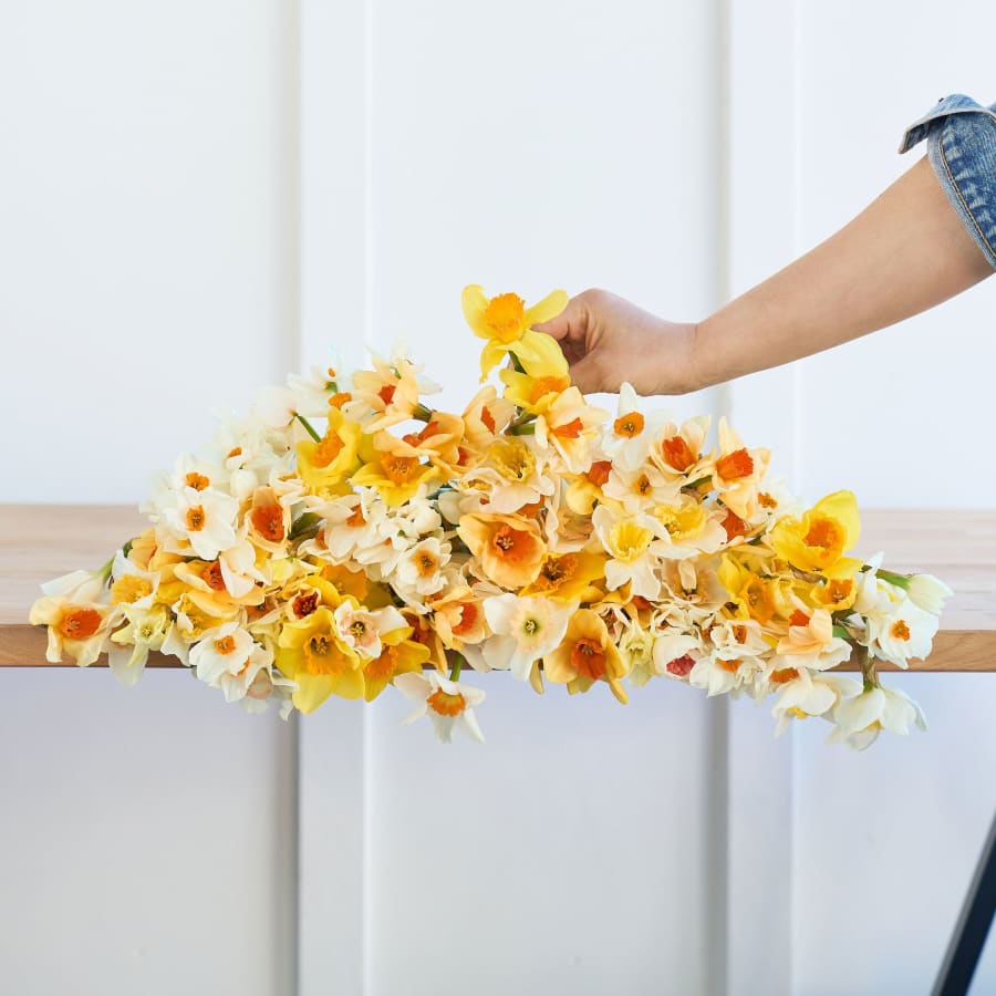 Más Nuevo Sol: 100 Daffodils!