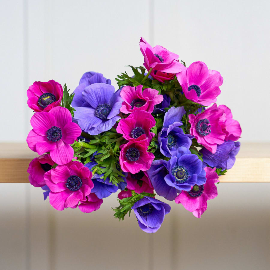 Grower's Choice Anemones x 2!