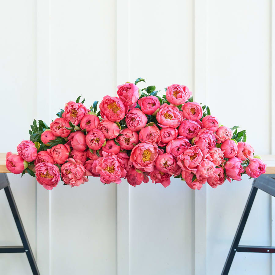 The Most Peonies!