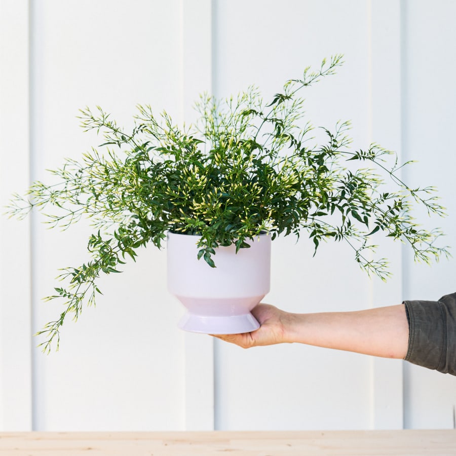 Christina's Favorite Flowering Plant - Jasmine!!!