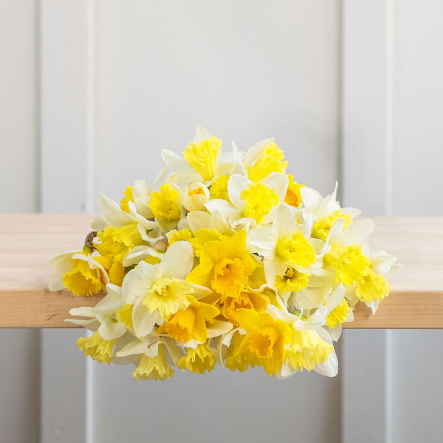 Gold You So: 50 Daffodils!