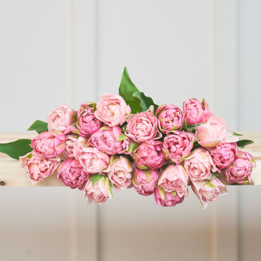More Peony Tulips!