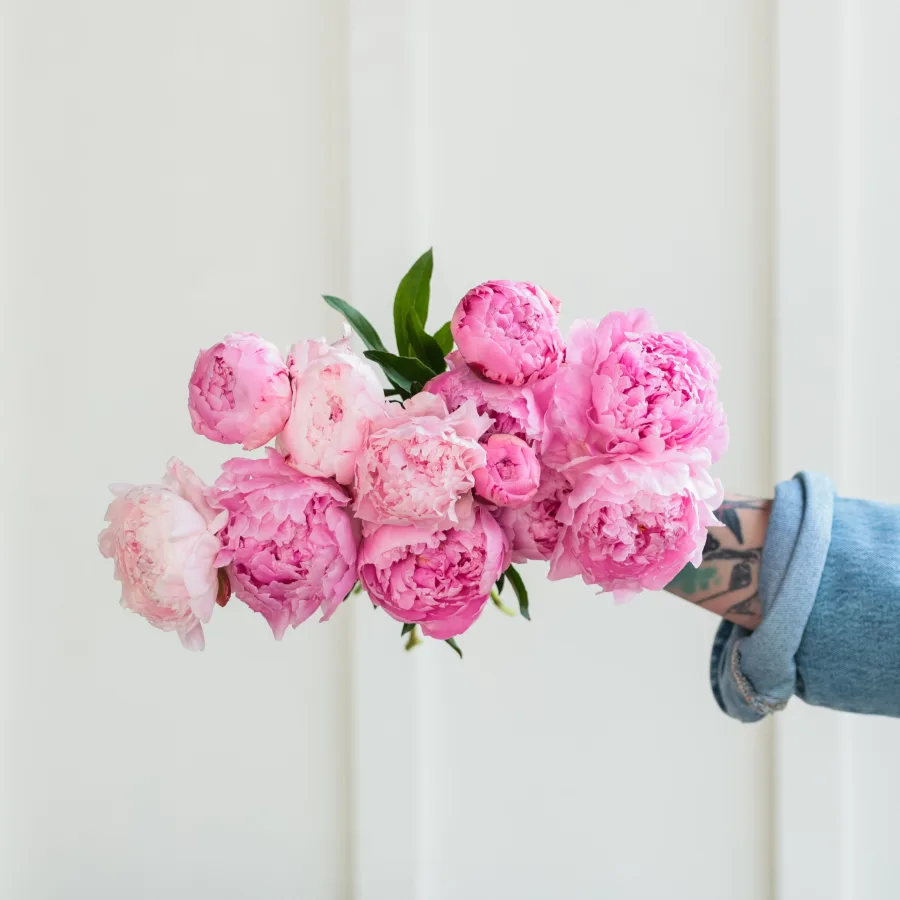 Mystery Box: A Dozen Peonies!