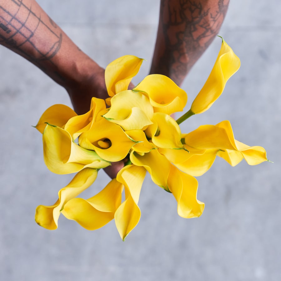 Yellow Callas