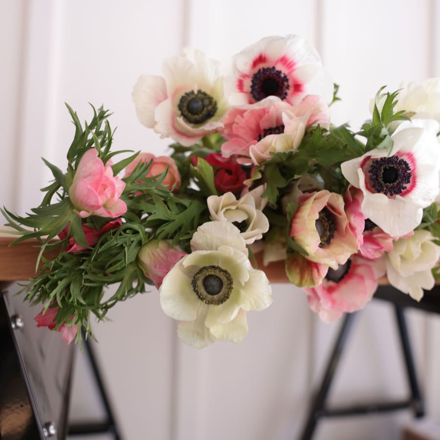 Specialty Field Trial Anemones: Warm Palette x 2!