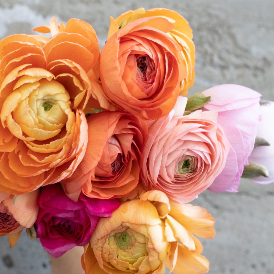 Mystery Box: 40 CA-Grown Ranunculus!