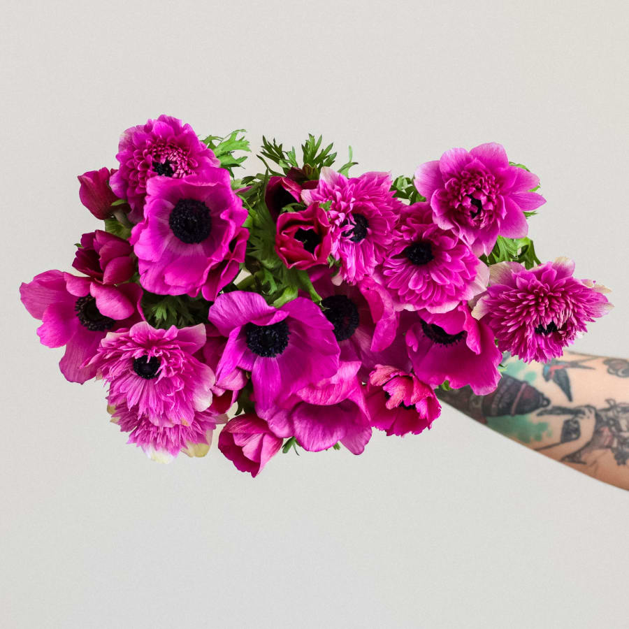 Grower's Choice Anemones!