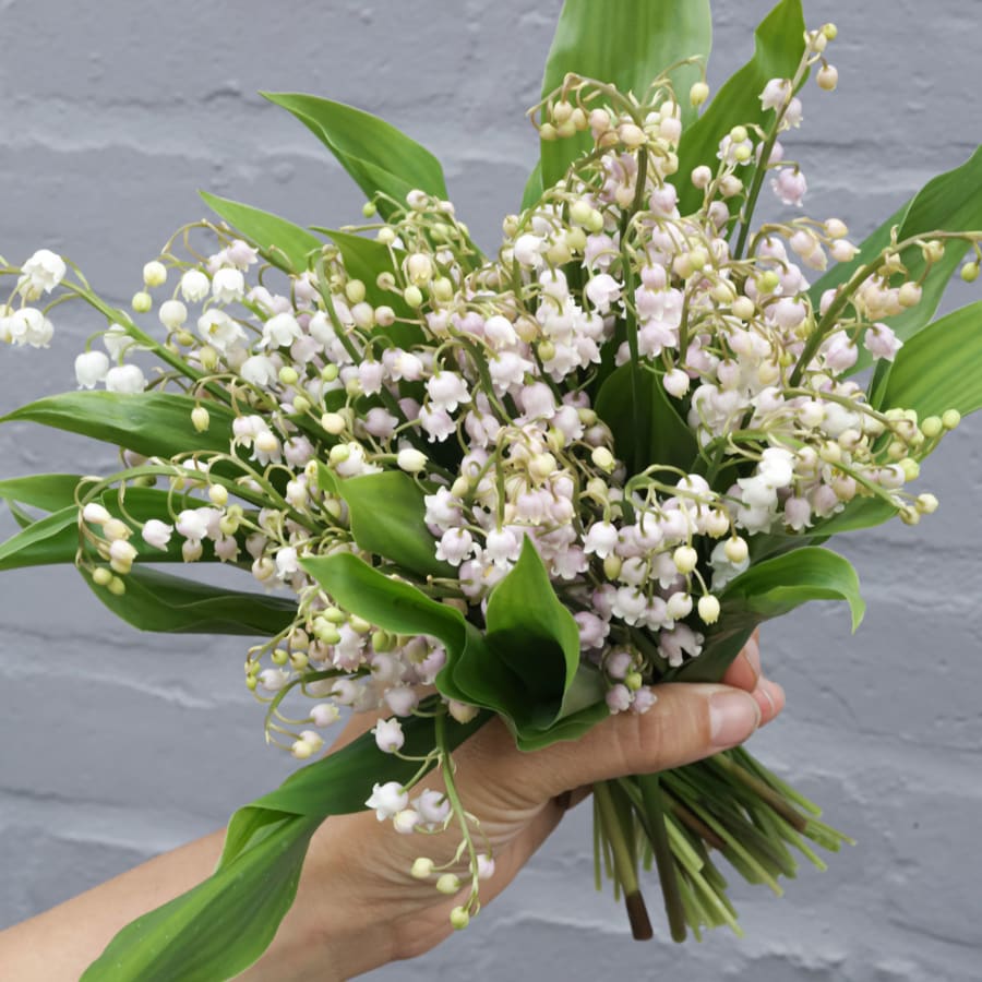 Lily of the Valley!