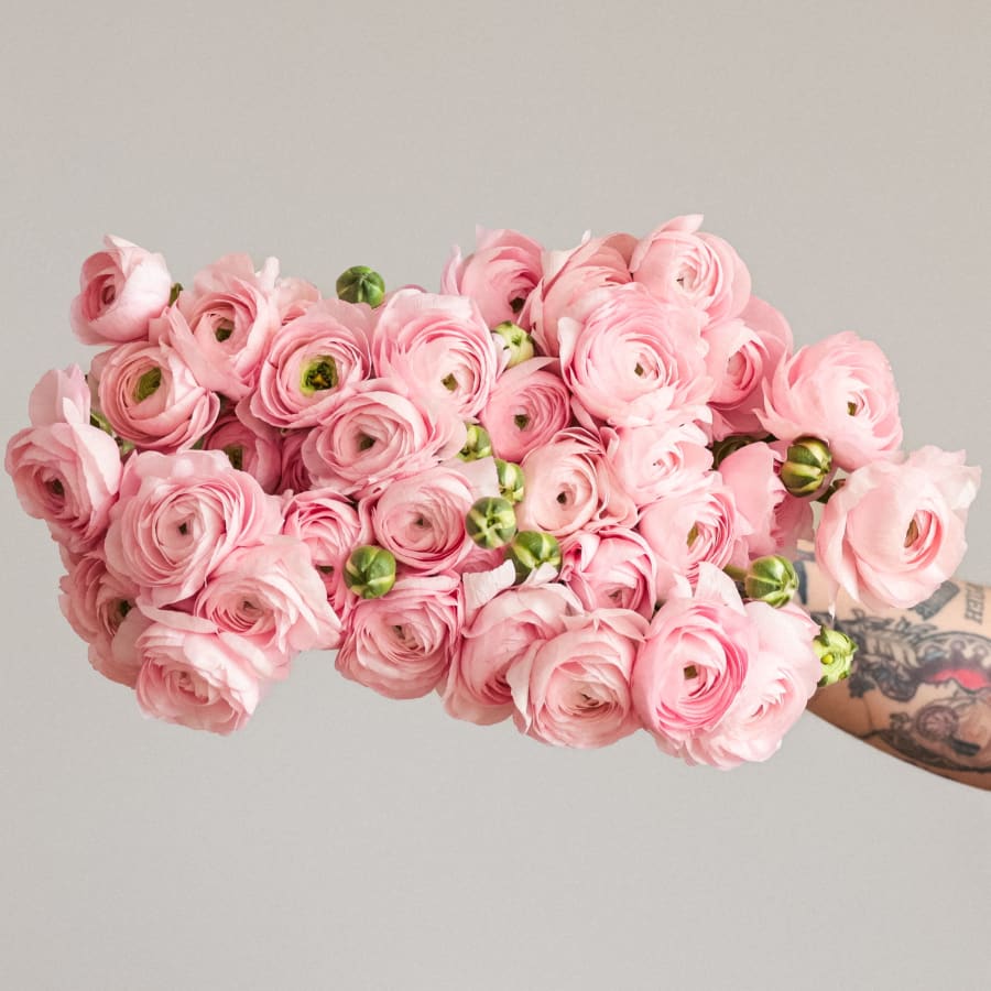 Christina's Favorite Specialty Ranunculus x2!