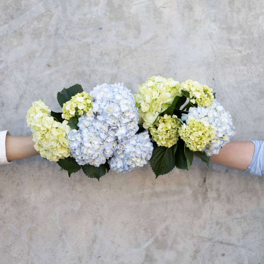 Online Flower Delivery Free Shipping Farmgirl Flowers