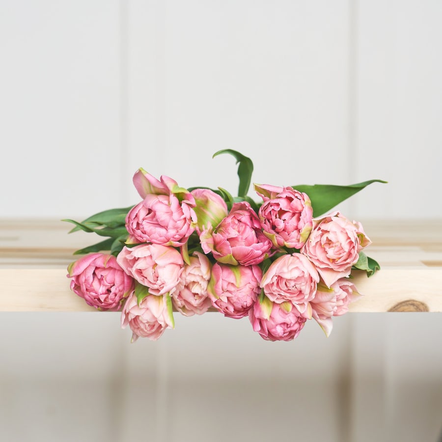 Peony Tulips!