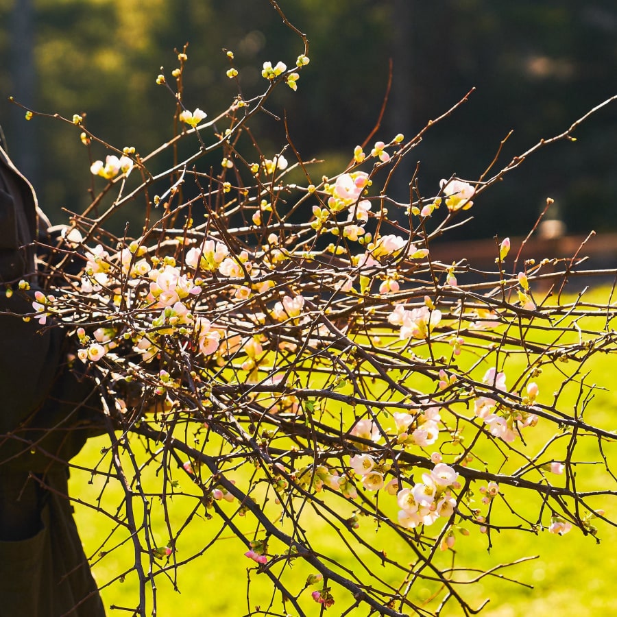 The Big-ish Box: Blooming Branches!