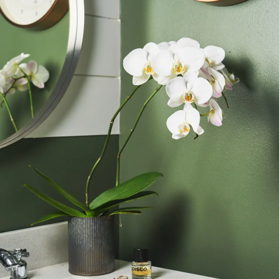 Phal Safe