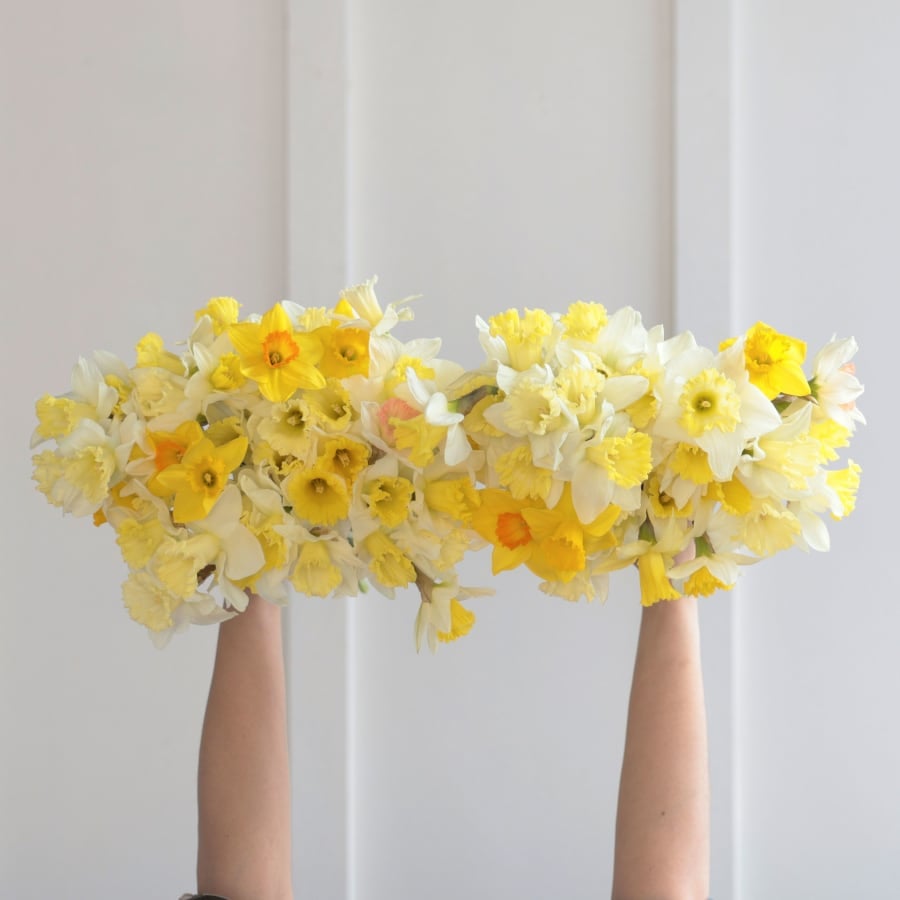 Más Nuevo Sol: 100 Daffodils!