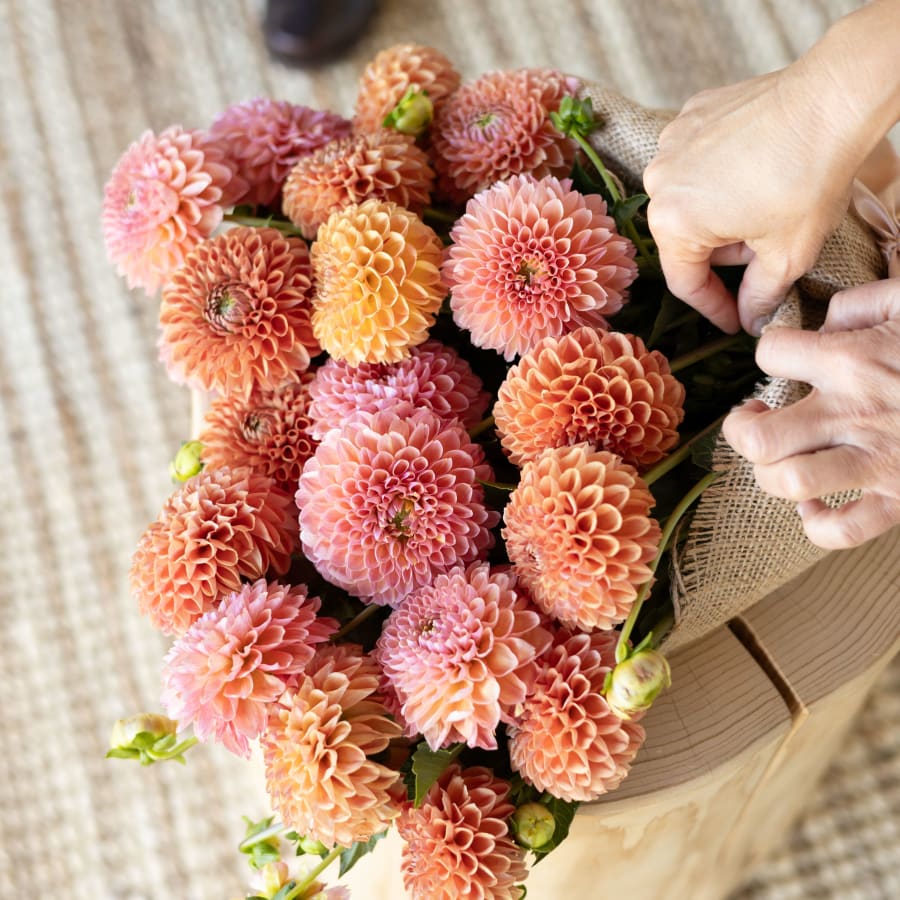 Market Haul: Dahlias!