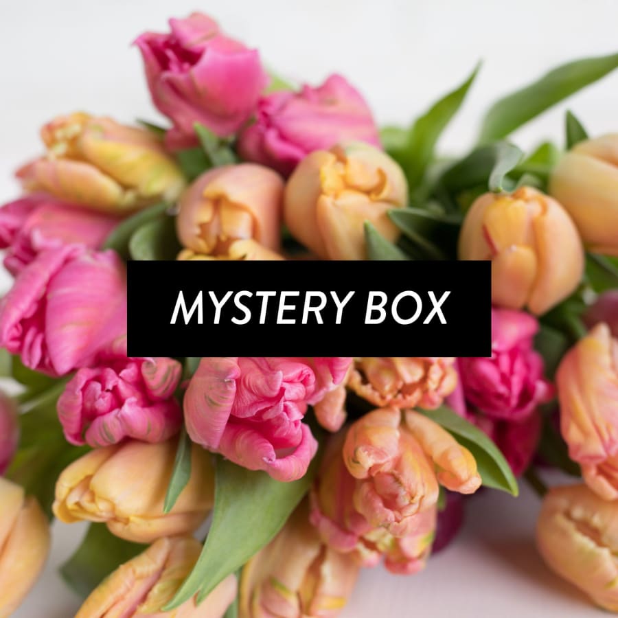 Mystery Box: 50 Tulips!