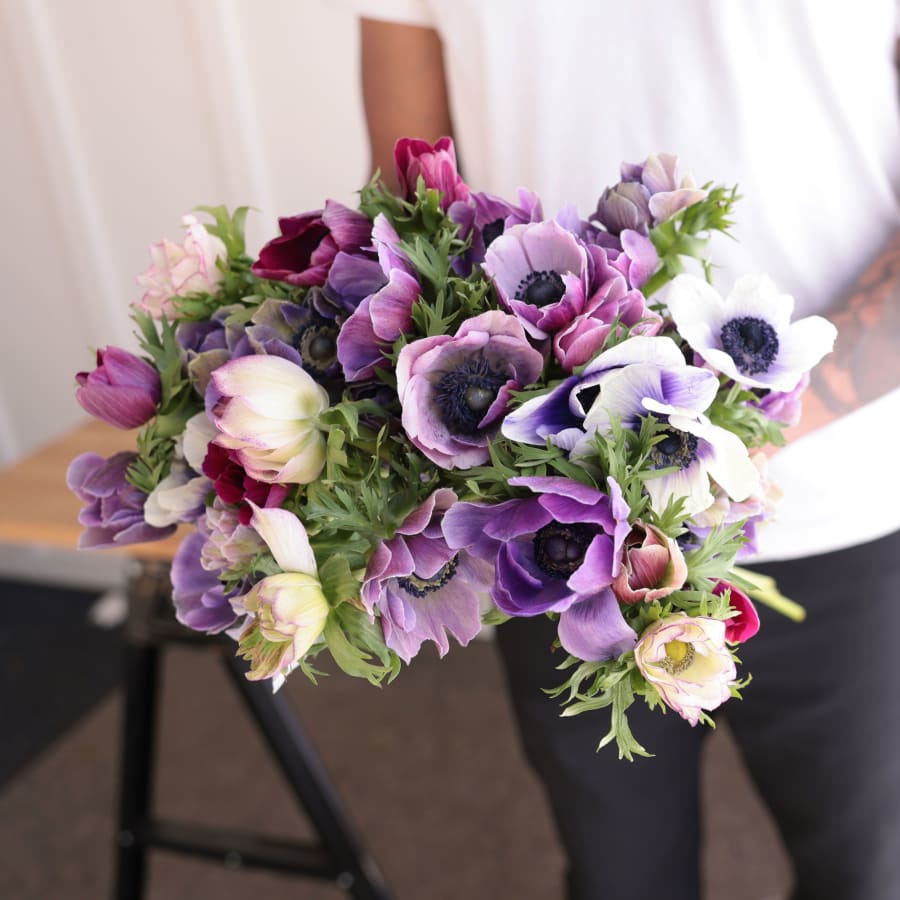 Specialty Field Trial Anemones: Cool Palette x 2!