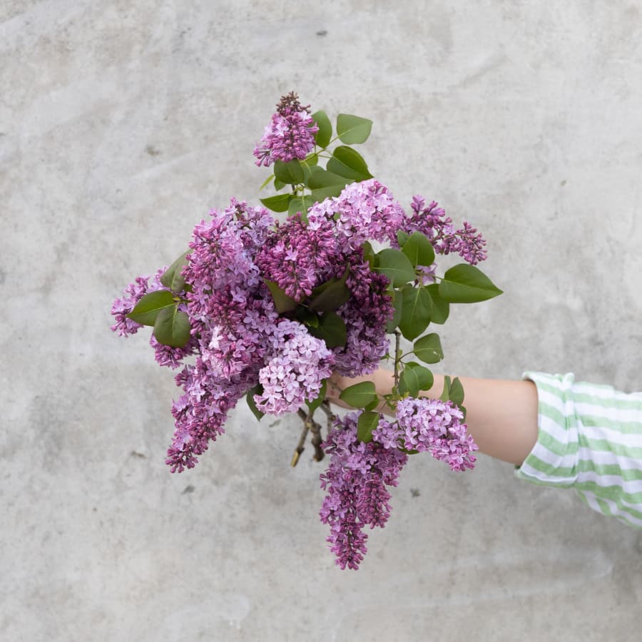 Two Truths and Some Lilacs