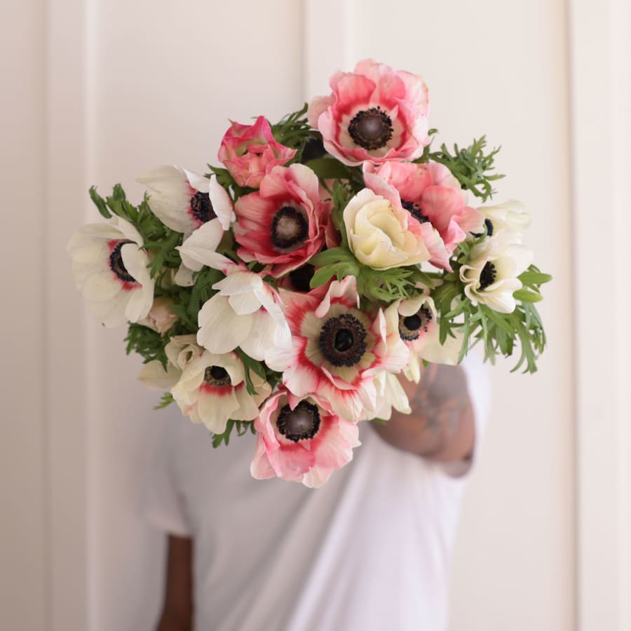 Specialty Field Trial Anemones: Warm Palette