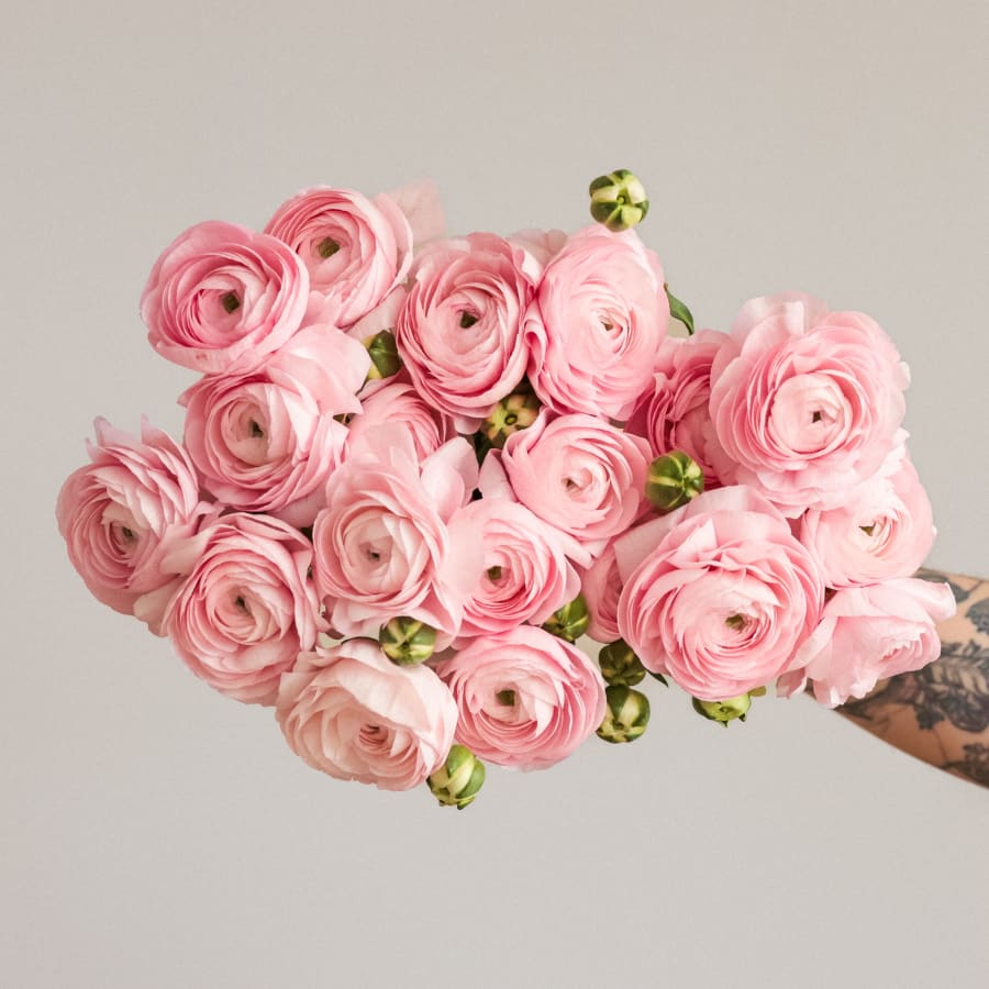 Christina's Favorite Specialty Ranunculus!