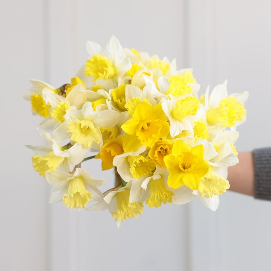 Nuevo Sol: 50 Daffodils!