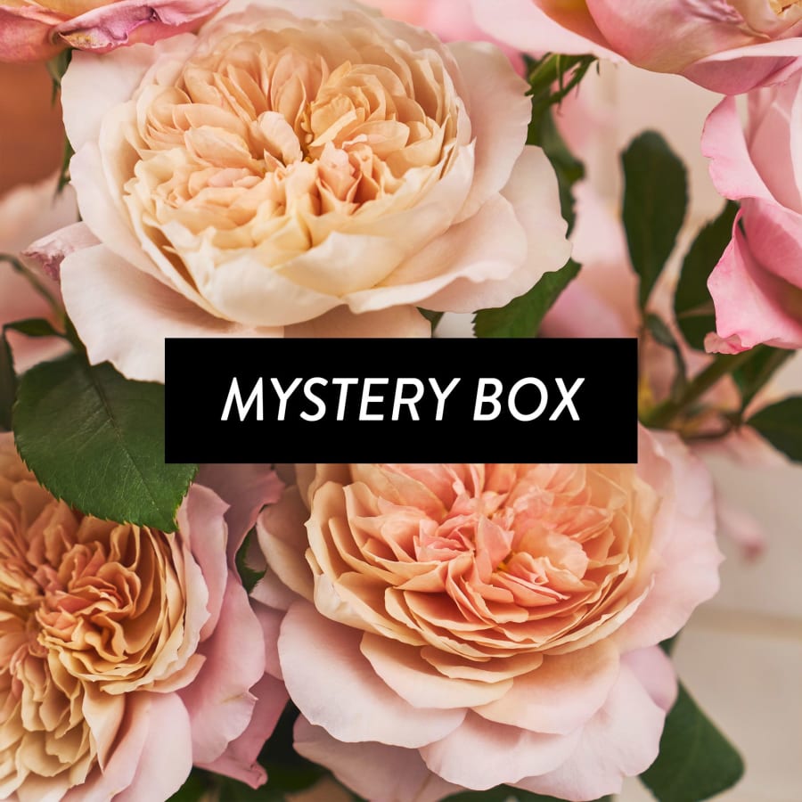 Mystery Box: Specialty Garden Roses!
