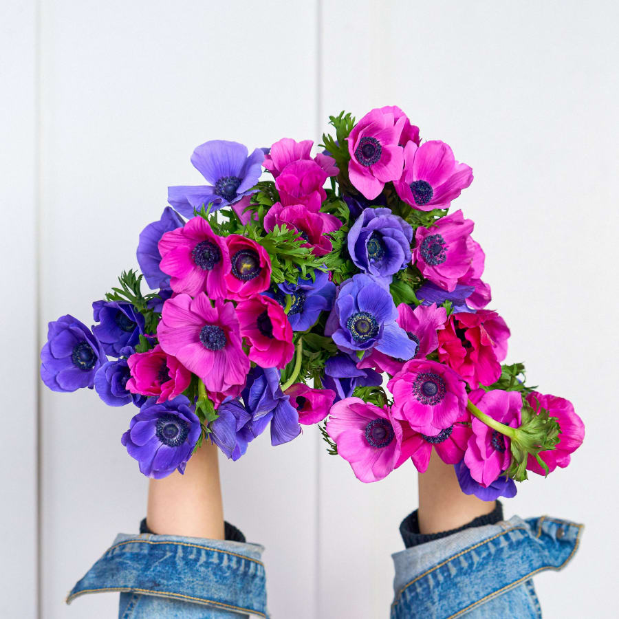 Grower's Choice Anemones x3!
