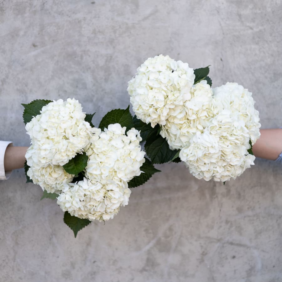 Online Flower Delivery Free Shipping Farmgirl Flowers