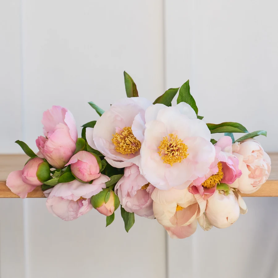 Specialty Field Trial Peonies - Super limited supply!