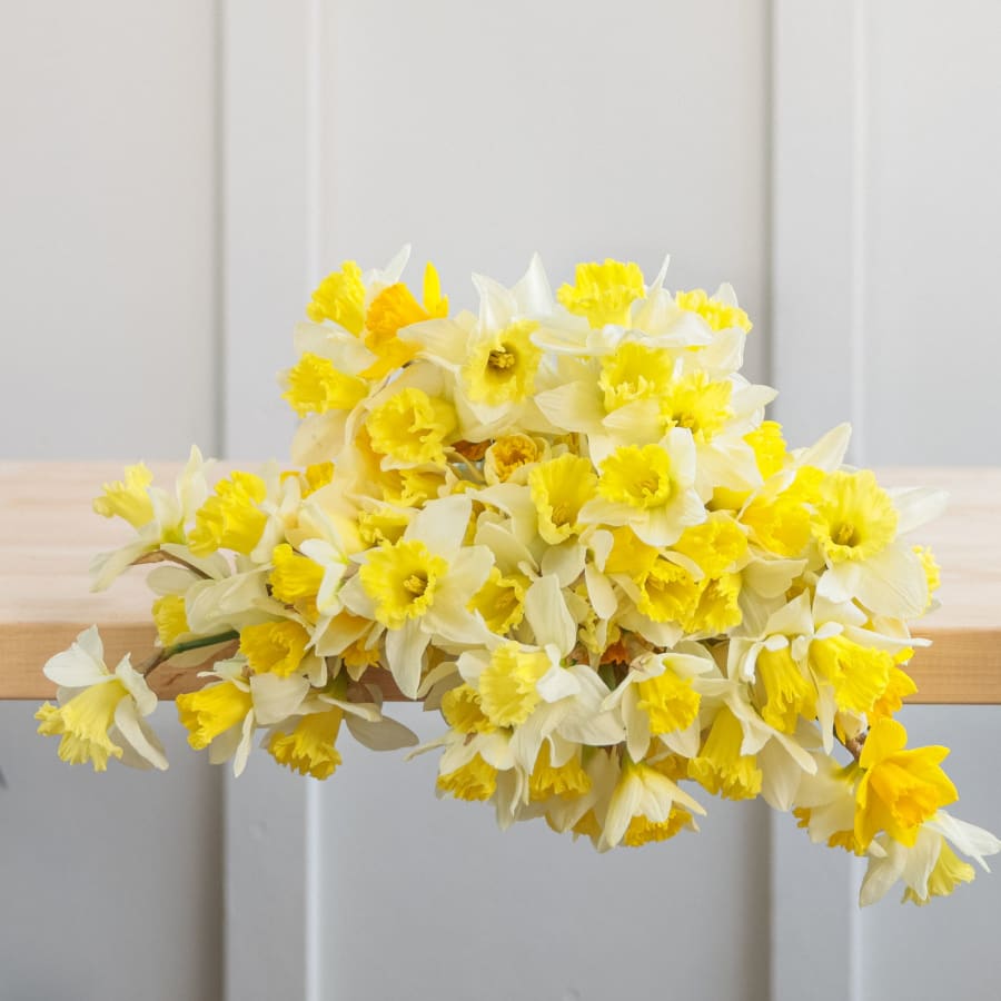 Hot Ticket: 100 Daffodils!