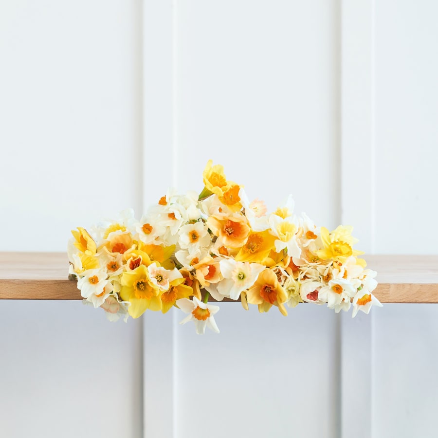 Nuevo Sol: 50 Daffodils!