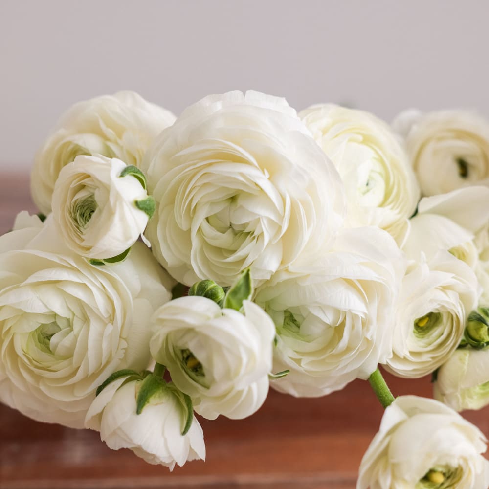 Assorted Ranunculus | Fresh Flower Bouquet | Online Delivery