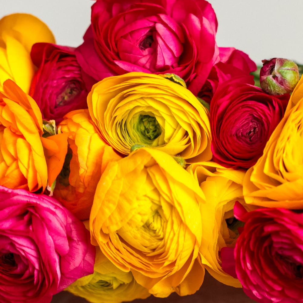 Assorted Ranunculus | Fresh Flower Bouquet | Online Delivery