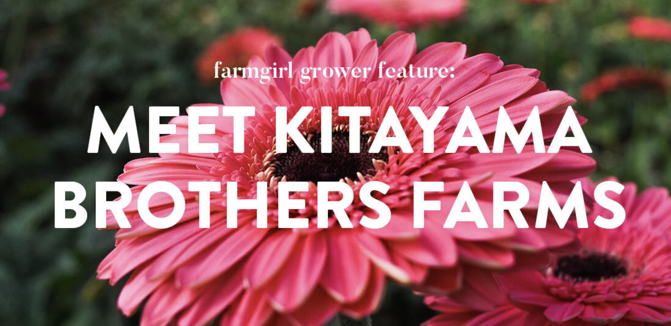 Meet The Grower: Kitayama Brothers Farms