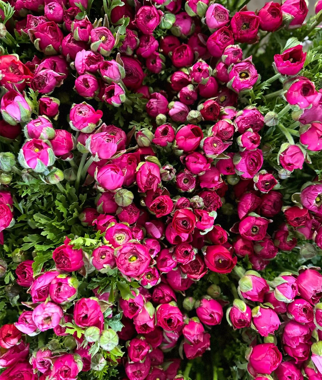 Ranuncu-lovin’ | Tips and Tricks for making the most of Ranunculus! 